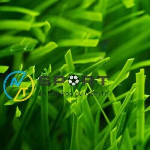 Cỏ sân bóng AFC 15