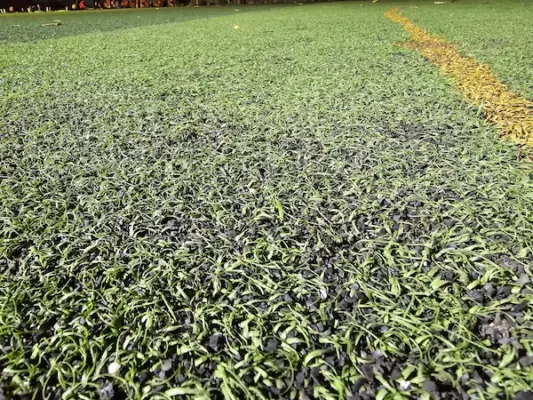 Thân cỏ yếu, chẻ ngọn, xoăn